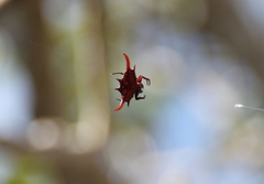 Gasteracantha falcicornis