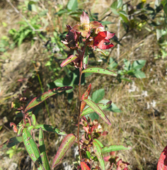 Ludwigia alternifolia