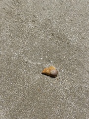 Paropsis aegrota elliotti