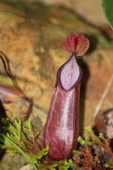 Nepenthes tentaculata