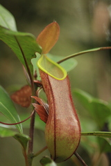 Nepenthes tentaculata