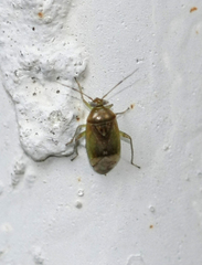 Pinalitus cervinus