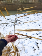 Phragmites australis