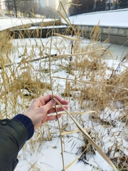 Phragmites australis