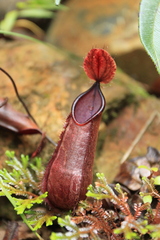 Nepenthes tentaculata