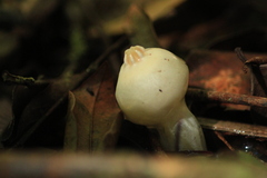 Calostoma