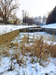 Phragmites australis