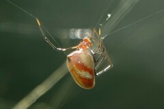 Argyrodes flavescens
