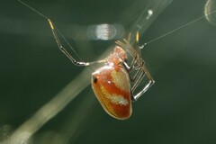 Argyrodes flavescens