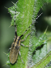 Agapanthia villosoviridescens