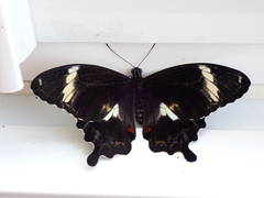 Papilio amynthor