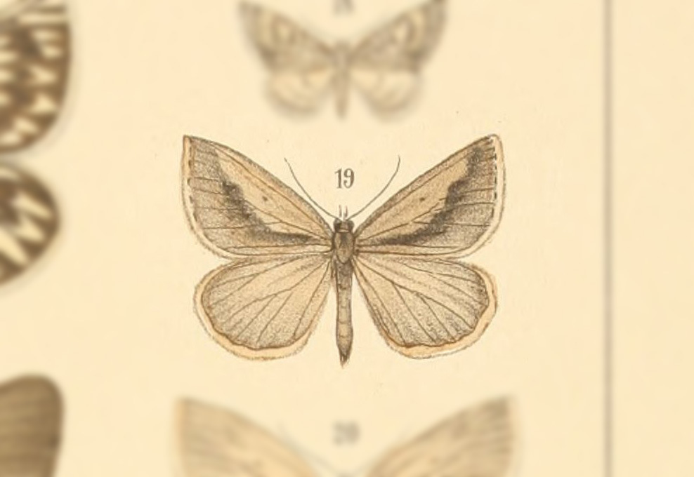 Psilaspilates catillata