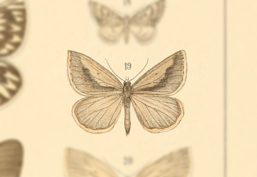 Psilaspilates catillata