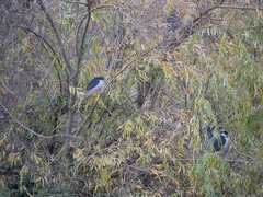 Nycticorax nycticorax