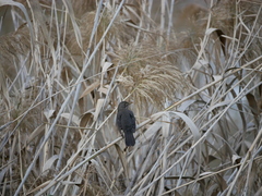 Turdus merula