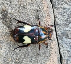 Pedinorrhina trivittata