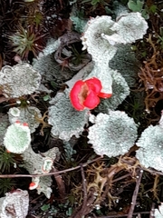 Cladonia pleurota