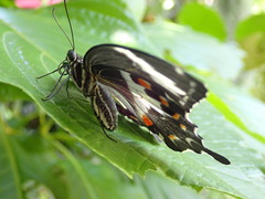 Papilio amynthor
