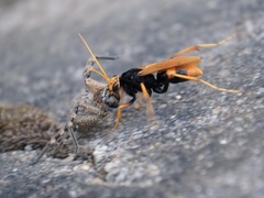 Cryptocheilus bicolor