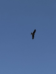 Milvus migrans