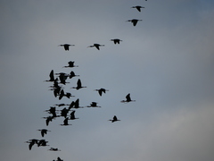 Plegadis falcinellus