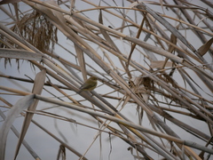 Phylloscopus collybita