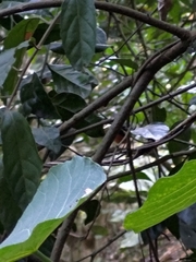 Copsychus malabaricus