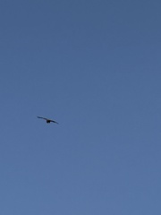 Milvus migrans