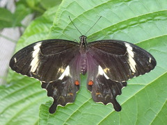Papilio amynthor