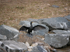 Phalacrocorax carbo