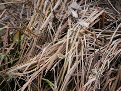 Phylloscopus collybita