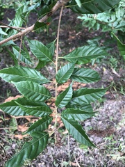 Lithocarpus corneus