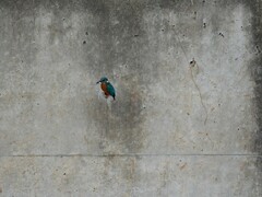 Alcedo atthis