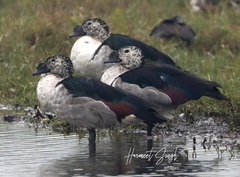 Sarkidiornis melanotos