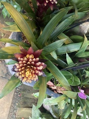 Aechmea fasciata