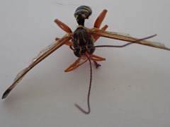 Echthromorpha agrestoria