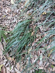 Liriope graminifolia