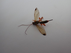 Echthromorpha agrestoria