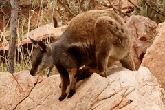 Petrogale lateralis