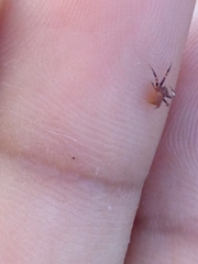 Thomisus spectabilis