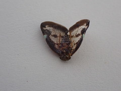 Parapiromis translucida