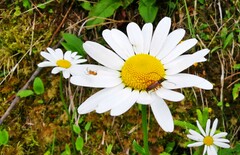 Alosterna tabacicolor