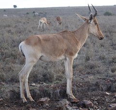 Alcelaphus buselaphus cokii