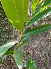 Alpinia