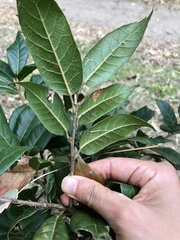 Quercus tatakaensis