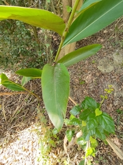 Alpinia