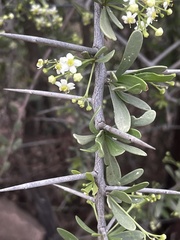 Gymnosporia buxifolia