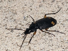 Chlaenius flaviguttatus