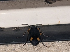 Chlaenius flaviguttatus