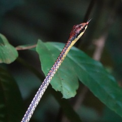 Dendrelaphis kopsteini